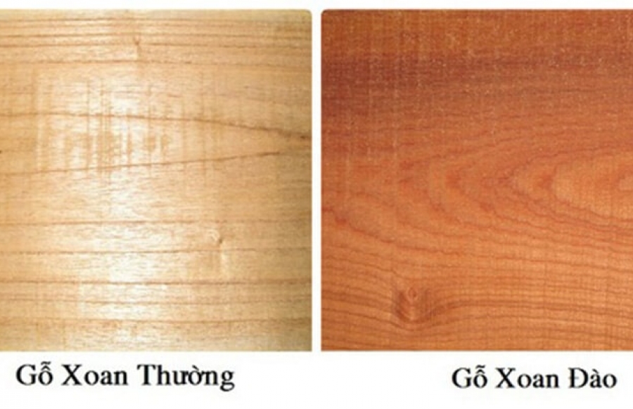 Gỗ xoan đảo: Ưu điểm và những ứng dụng trong sản xuất đồ nội thất 